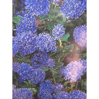 Ceanothus Blue Mound - Säckelblume Blue Mound