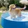 Intex Faltbarer Hundepool Ø 152 cm (48400NP)