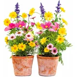 KOMAR Fenstersticker Springtime 31 cm x 31 cm