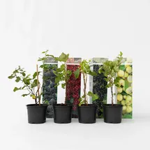 Plant in a Box - Beerenpflanzen - 8 Stk - Rubus, rubrum, Uva, Fructosus - Höhe 25-40cm - Topf 9cm