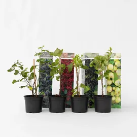 Plant in a Box - Beerenpflanzen - 8 Stk - Rubus, rubrum, Uva, Fructosus - Höhe 25-40cm - Topf 9cm