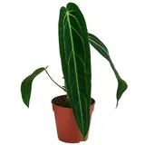 Dehner Herzblattblume 25 cm Grün