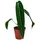 Dehner Herzblattblume 25 cm Grün