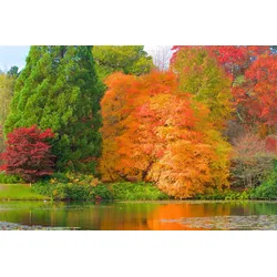 Fototapete PAPERMOON "HERBST-WALD-BAUM FLUSS BLUMEN NATUR PFLANZE SONNE WIESE", bunt, B:5,00m L:2,80m, Vlies, Tapeten