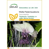 SAFLAX - Weiße Fledermausblume - 10 Samen - Tacca
