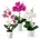 Orchideen künstlich künstlich Orchideen Weiß-Rosé