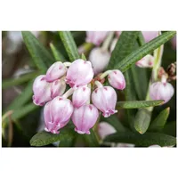 Pflanzen Für Dich Andromeda polifolia, Rosmarinheide, 30–40 cm