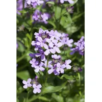 Pflanzen Für Dich Hesperis matronalis, Nachtviole, ca. 9x9 cm