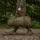 AVID Carp Angelzelt Revolve Screen House Compact Grün 2 Personen