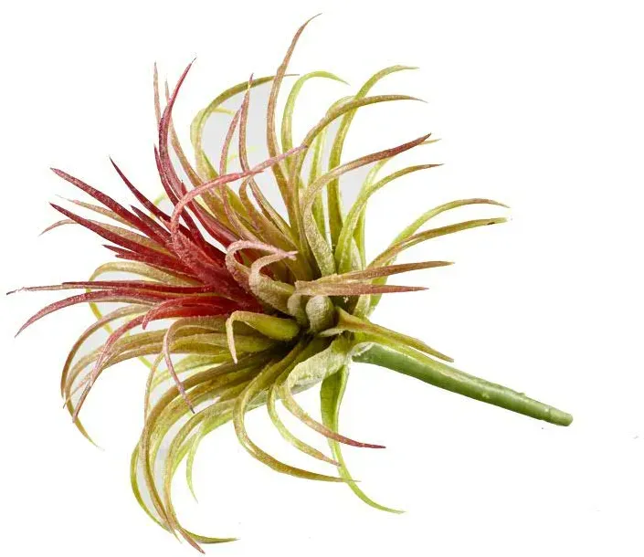 Tillandsia 15cm grün/rot