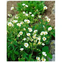 Pflanzen Für Dich Potentilla rupestris, Fingerkraut, weiß, ca. 9x9