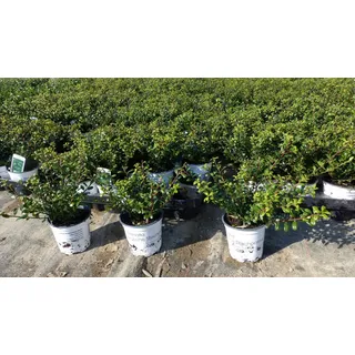 grünwaren 50 Stück Ilex crenata Stokes Heckenpflanze Buchsbaum Ersatz winterhart + robust