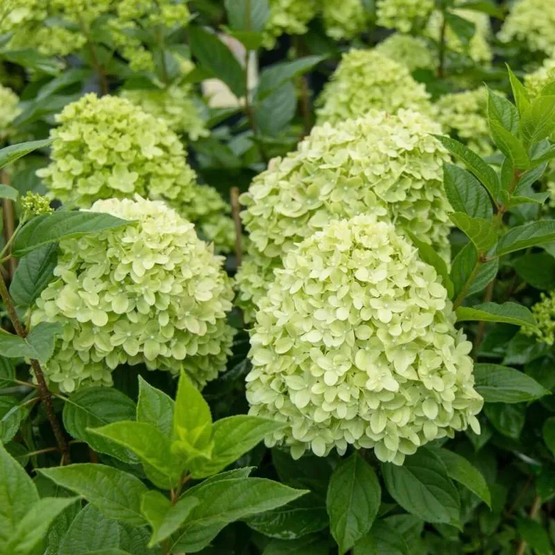 Zitronen-Limetten-Rispenhortensie – C3