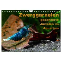 Calvendo Zwerggarnelen - gepanzerte Juwelen im Aquarium (Wandkalender 2026