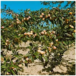 Prunus armeniaca 'Nancy Aprikose', Aprikose, 150–200 cm