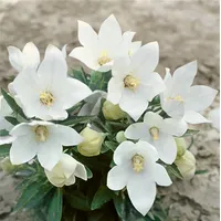 Pflanzen Für Dich Platycodon grandiflorus 'Fuji White' ca. 9x9
