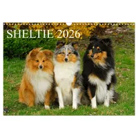 Calvendo Sheltie 2026 (Wandkalender 2026 DIN A3 quer), CALVENDO