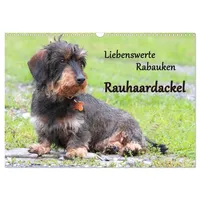 Calvendo Liebenswerte Rabauken Rauhaardackel/CH-Version (Wandkalender 2026 DIN A3 quer),