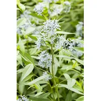 Pflanzen Für Dich Amsonia tabernaemontana, ca. 9x9 cm Topf