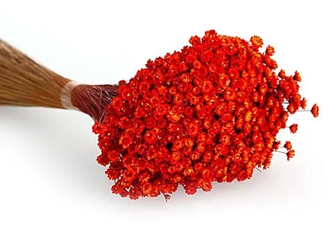 Trockenblumen Glixia, orange