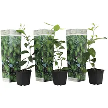 Plant in a Box - Citrus aurantifolia - Höhe 25-40cm - Topf 9cm