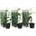 Plant in a Box - Citrus aurantifolia - Höhe 25-40cm - Topf 9cm