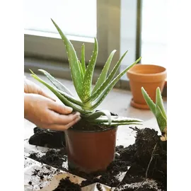 Biovita Kakteenerde 5 l