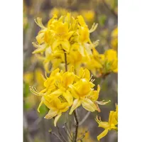 Pflanzen Für Dich Rhododendron luteum 'Golden Sunset', gelb, 30–40