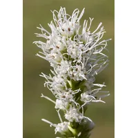 Pflanzen Für Dich Liatris spicata 'Alba', Prachtscharte, weiß, ca.