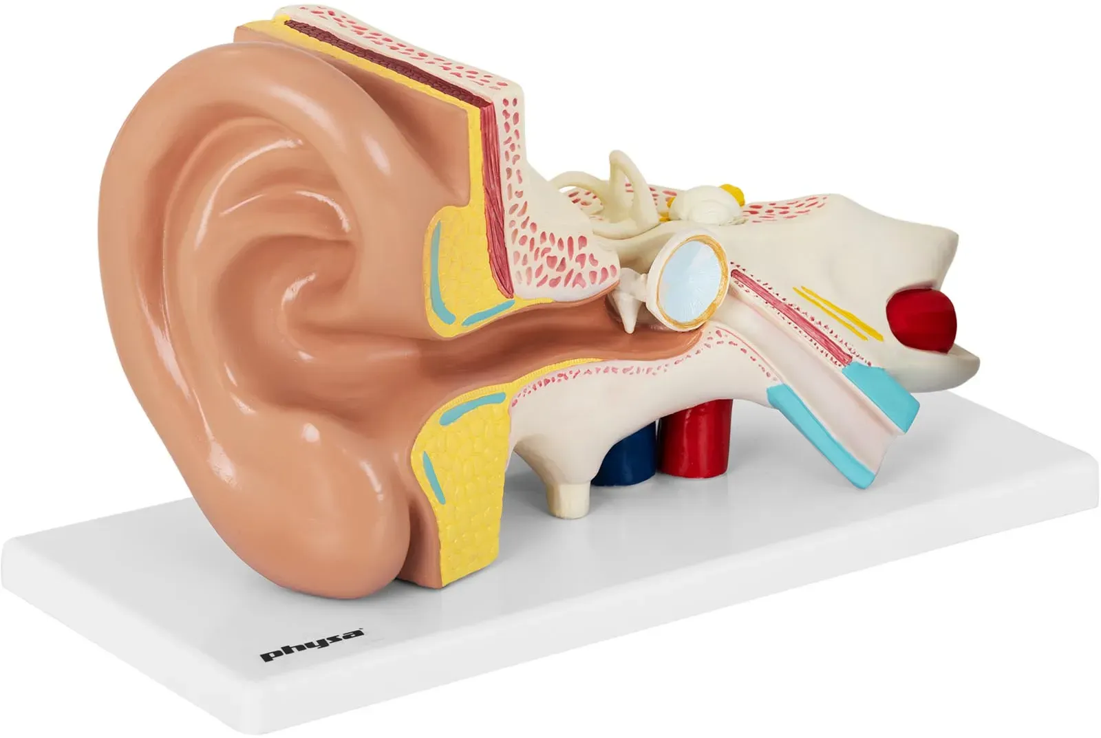 physa Ohrmodell - in 4 Teile zerlegbar - zweifach vergrößert PHY-EM-1