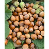 Pflanzen Für Dich Corylus avellana 'Wunder aus Bollweiler', Haselnuss, 60–100 cm