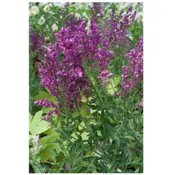 Salvia nemorosa 'Schwellenburg', Steppensalbei, violett, ca. 9x9 cm Topf