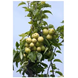 Prunus domestica 'Zwergobst', Terrassenobst, 40 cm Stammhöhe
