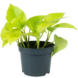 Flowerbox Efeutute - Epipremnum pinnatum 'Golden Pothos' - Höhe ca. 15 cm, Topf-Ø 12 cm