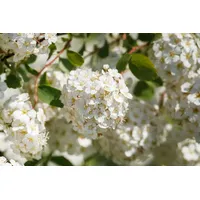 Pflanzen Für Dich Spiraea betulifolia Birkenblättrige Spiere, weiß, 20–30