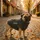 Wolters Strickpullover Tristan Hundepullover grau 25 cm