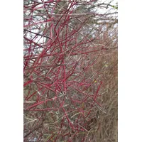 Pflanzen-für-dich.de Cornus alba Sibirica Hartriegel Leuchtend Rot 60–100 cm