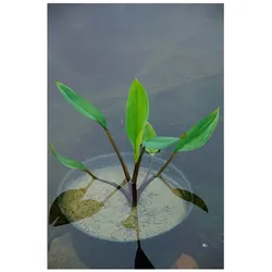 Orontium aquaticum, Goldkolben, ca. 9x9 cm Topf, dekorativ