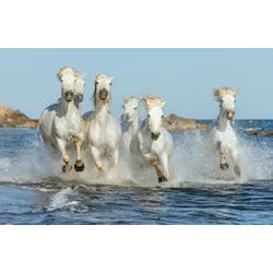 Fototapete PAPERMOON "PFERDE-CAMARGUE GALLOP STRAND MEER TIERE KÜSTE PROVENCE", bunt, B:4,00m L:2,60m, Vlies, Tapeten