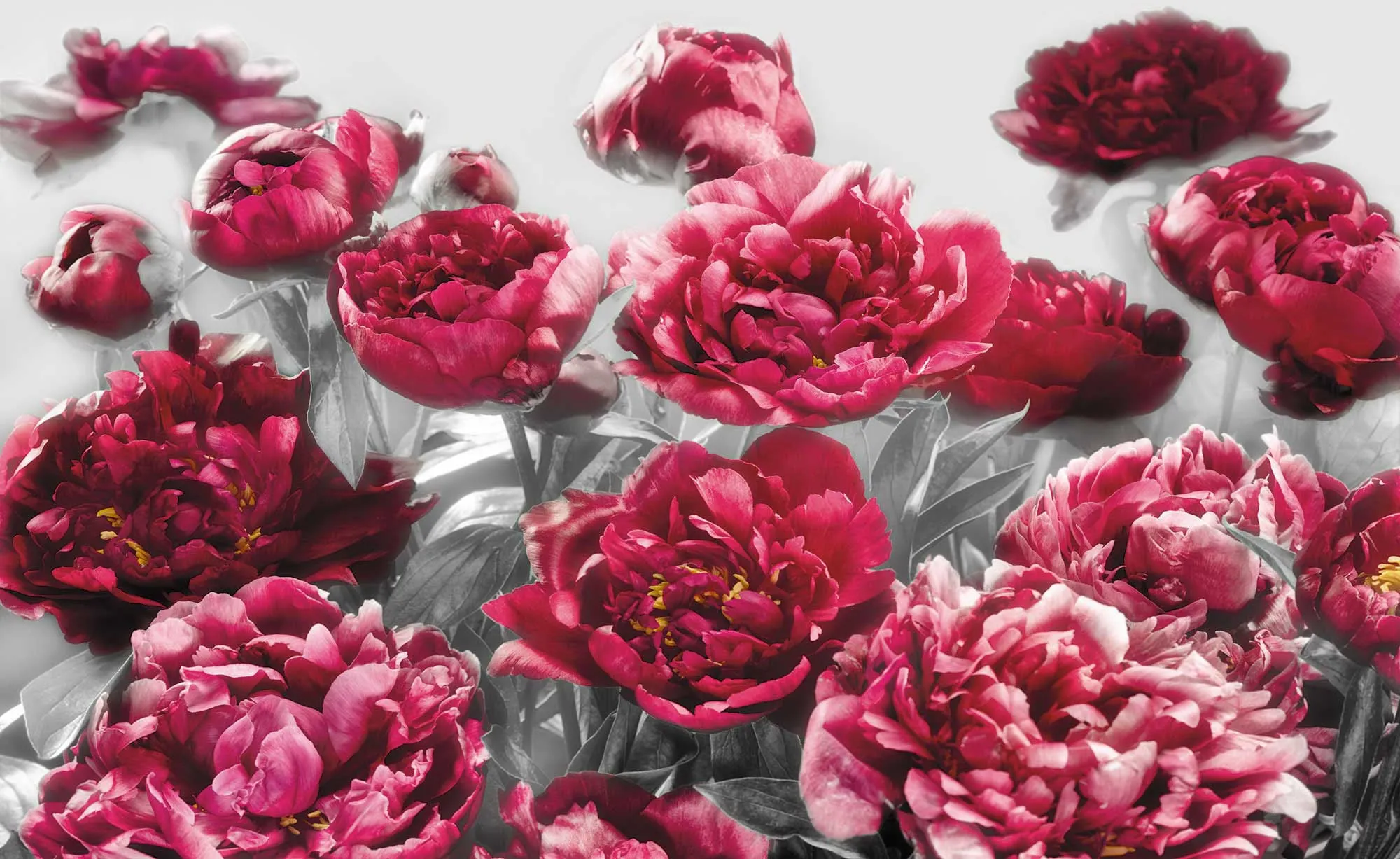 KOMAR Vliestapete "Temptation" Tapeten 400x260 cm (Breite x Höhe) Gr. B/L: 400 m x 260 m, Rollen: 1 St., bunt (bunt, grau, pink) Blumentapeten