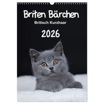 Calvendo Briten Bärchen – Britisch Kurzhaar 2026 (Wandkalender 2026 DIN A3 hoch), CALVENDO Monatskalender: