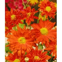 Pflanzen Für Dich Chrysanthemum x hort.'Kl.Bernstein' P 0,5