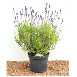 Lavandula angustifolia, Echter Lavendel, duftend, 2 Liter Container