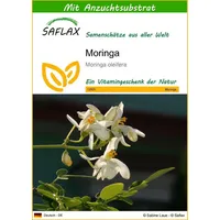 SAFLAX - Moringa - 10 Samen - Mit keimfreiem