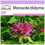 Saflax - Kräuter - Goldmelisse - 20 Samen - Monarda didyma