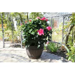 Jinfa Pflanzkübel aus Kunststoff in Weinfass-Optik, Kastanie, Ø 38 cm – Ideal für Miniteich, Garten & Terrasse