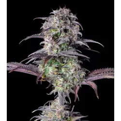 Blueberry Auto Cannabissamen 3 Stück