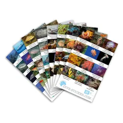 Dive Sticker Elba