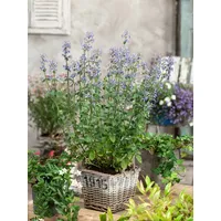 Pflanzen Für Dich Nepeta x faassenii 'Gletschereis', Katzenminze, weißblau,