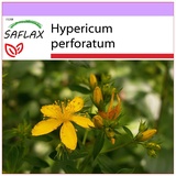 Saflax - Heilpflanzen - Johanniskraut - 300 Samen - Hypericum perforatum